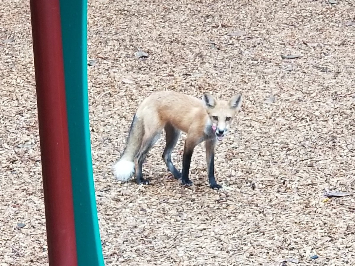 benteam44's tweet photo. New neighborhood friend #redfox https://t.co/zY0TG2q3gh