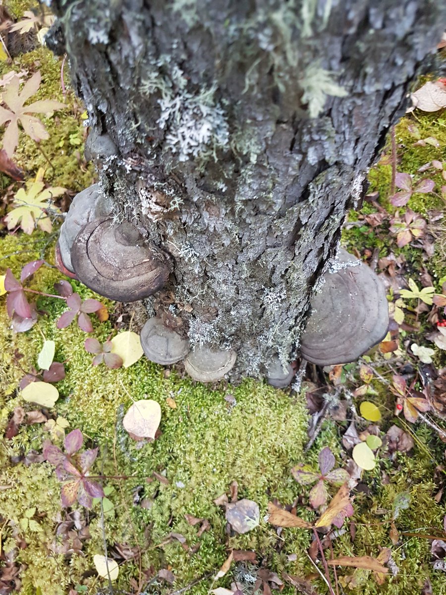 CB_cookyy's tweet photo. Tree fungus @CB_Cru90 what's this one https://t.co/kcUVd7J9ZD