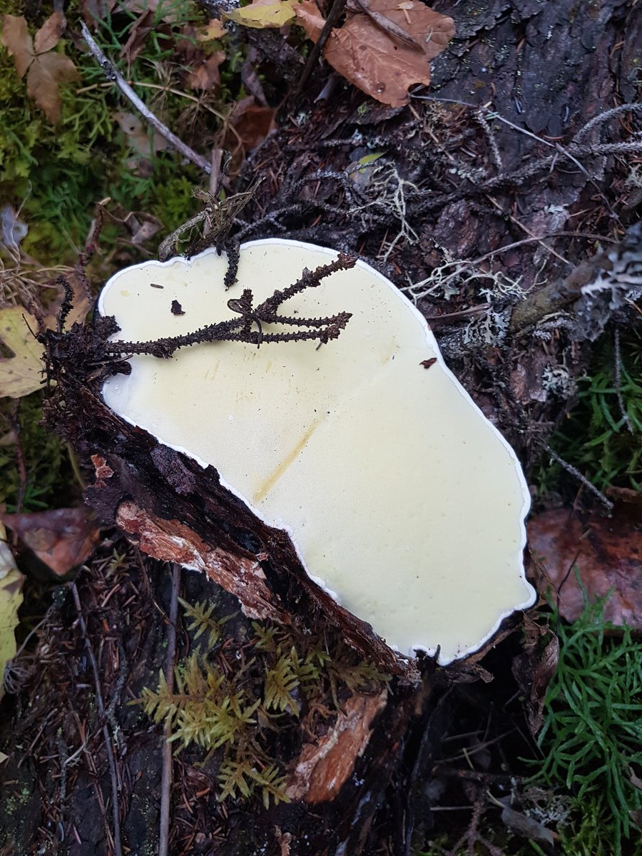 CB_cookyy's tweet photo. Tree fungus @CB_Cru90 what's this one https://t.co/kcUVd7J9ZD