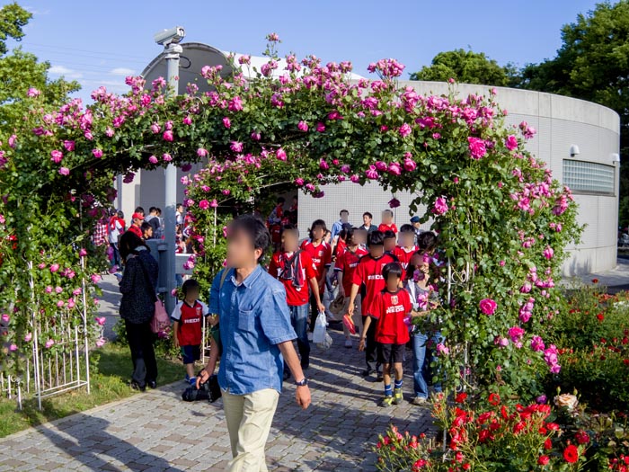 تويتر 公園へ行こう 埼玉県と周辺の公園ガイド على تويتر 埼スタのバラ園には世界で初めてプロサッカーチームの名前を冠した レッズローズ があります バラのアーチも美しい 埼玉スタジアム02公園 さいたま市緑区 レッズローズ 公園へ行こう