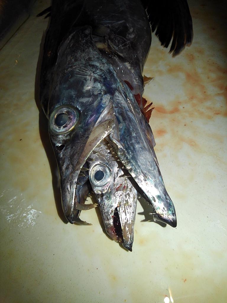 さかなやさん 釣んに行こらよおぉ در توییتر 釣果ではないですが仕事ネタで 今日はさかなやさんが仕入れた太刀魚の口から太刀魚が 笑 ２匹分でお買い得商品なのかな ﾉ ﾟ ｱﾋｬﾋｬﾋｬﾋｬ