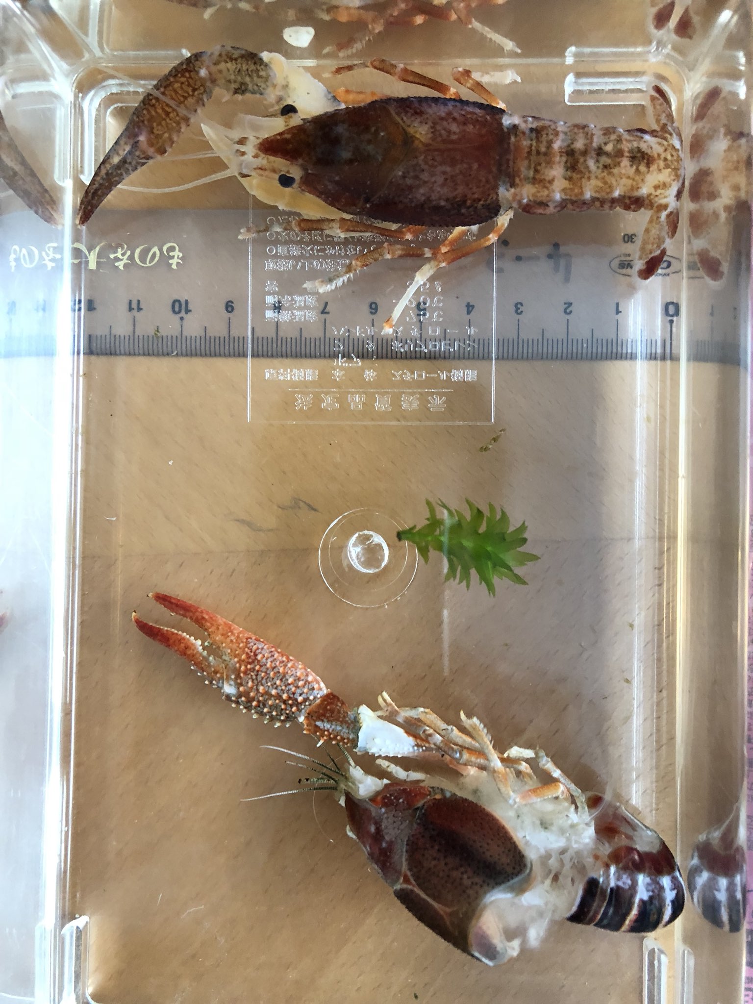 ザリガニ脱皮 Twitter Search Twitter