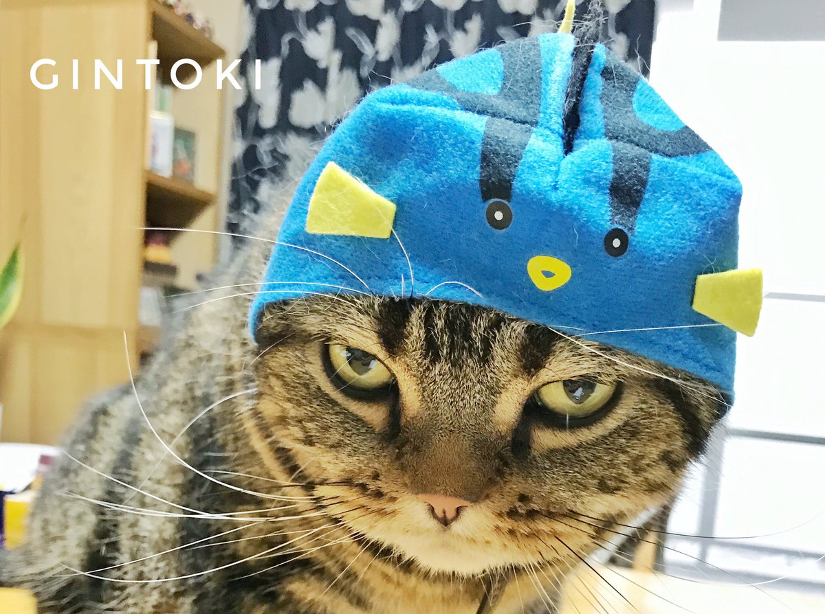 Beluga99's tweet photo. 今日の銀ちゃん❤️
😆顔でか！似合わんね〰
😾やめてくれるかな！💢
#猫 #ねこ #ネコ #cat https://t.co/AAqSd8EVf9