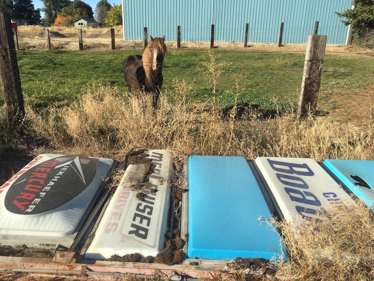 AndrewTorpedo's tweet photo. Setting up an estate purchase today and this little guy kept following me. #earlybirds #pony #mercruiser #mercury #mancave #signage https://t.co/bf5JiKAvx4