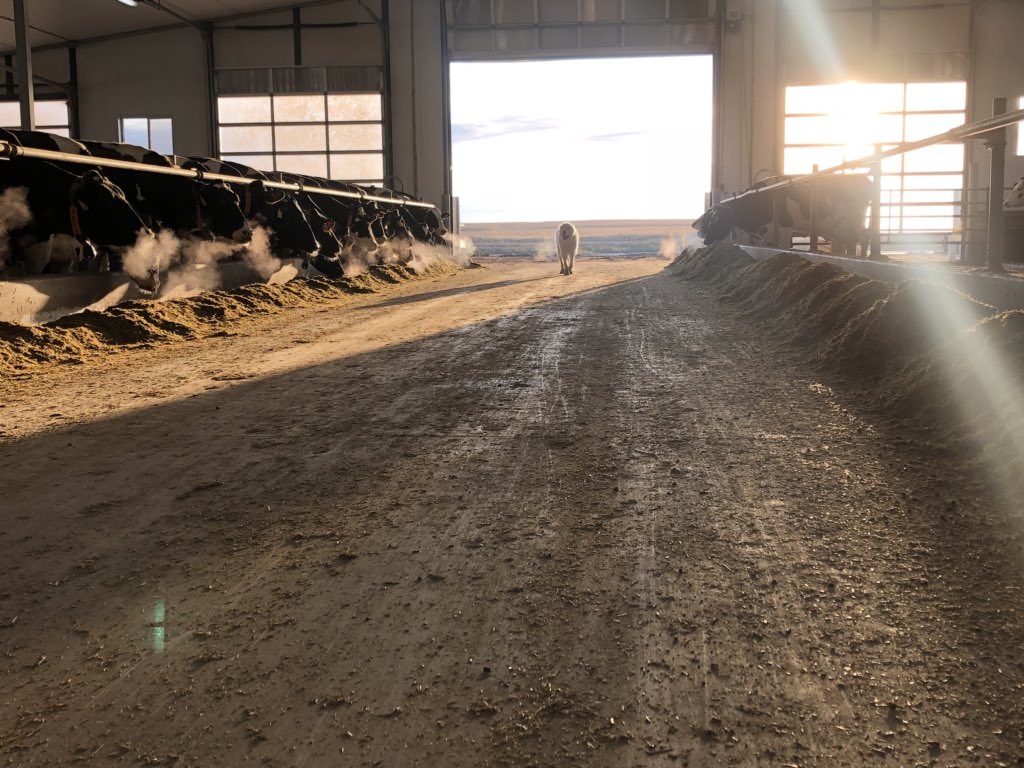 One benefit of being the nutrition consultant for Foth Ventures Ltd is the 3-hr time change and naturally waking up early to walk through the barn as the sun comes up #familyfarm <a href="/saskdairy/">Geoffrey</a> <a href="/foth_melvin/">Melvin Foth</a>