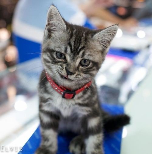 猫大好き 猫画像いっぱい Auf Twitter ニヤリ T Co 2y8v7ffl4j Twitter