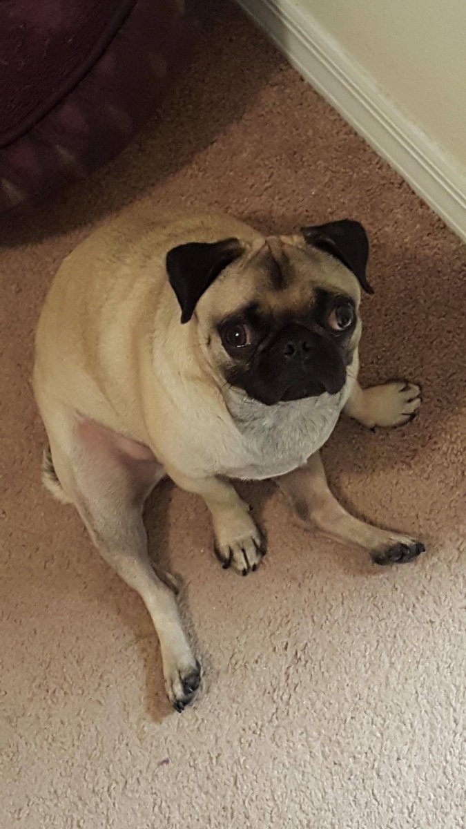 pugs_bot's tweet photo. https://t.co/uTMx4bbzLp