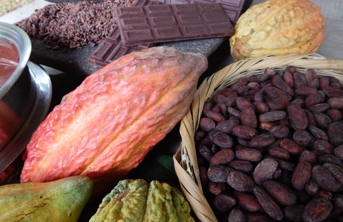 A cacao farm tour & chocolate tasting is a delicious adventure #honduras #choosehonduras #visithonduras #farmtours #agritourism #chocolate #artisanal