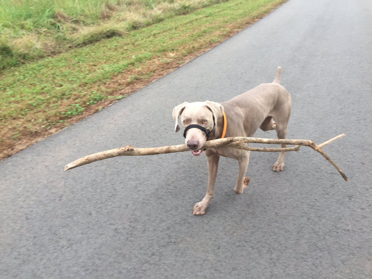 @barleylabrador Joining the stick pack! #stick #stickpack #DogsofTwittter #WEIMlove