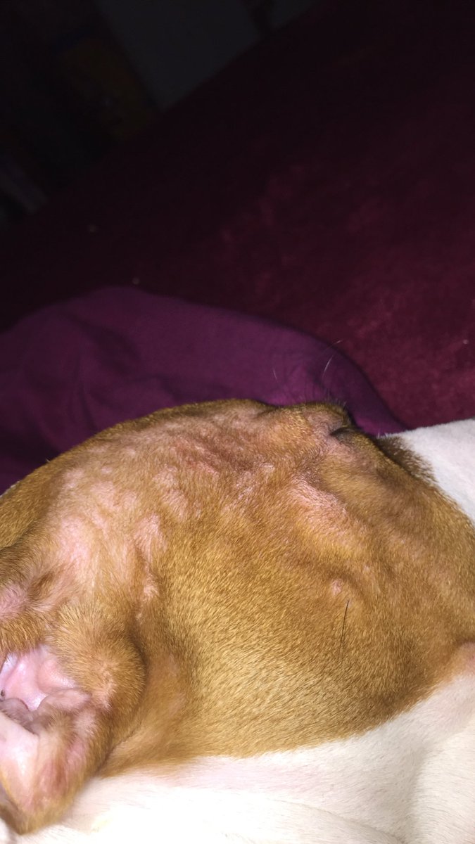 Smilee_Alwayss's tweet photo. Today I lost my fur best friend , and due to the fact I will share that if you share your doggyโs #Pedigree then I advice you to stop . The bumps on his skin are due to the fact that it is based on wheat and corn it is not good for your dogs . #SpreadTheWord #RIPDRACO https://t.co/1ZXHxyzZuV