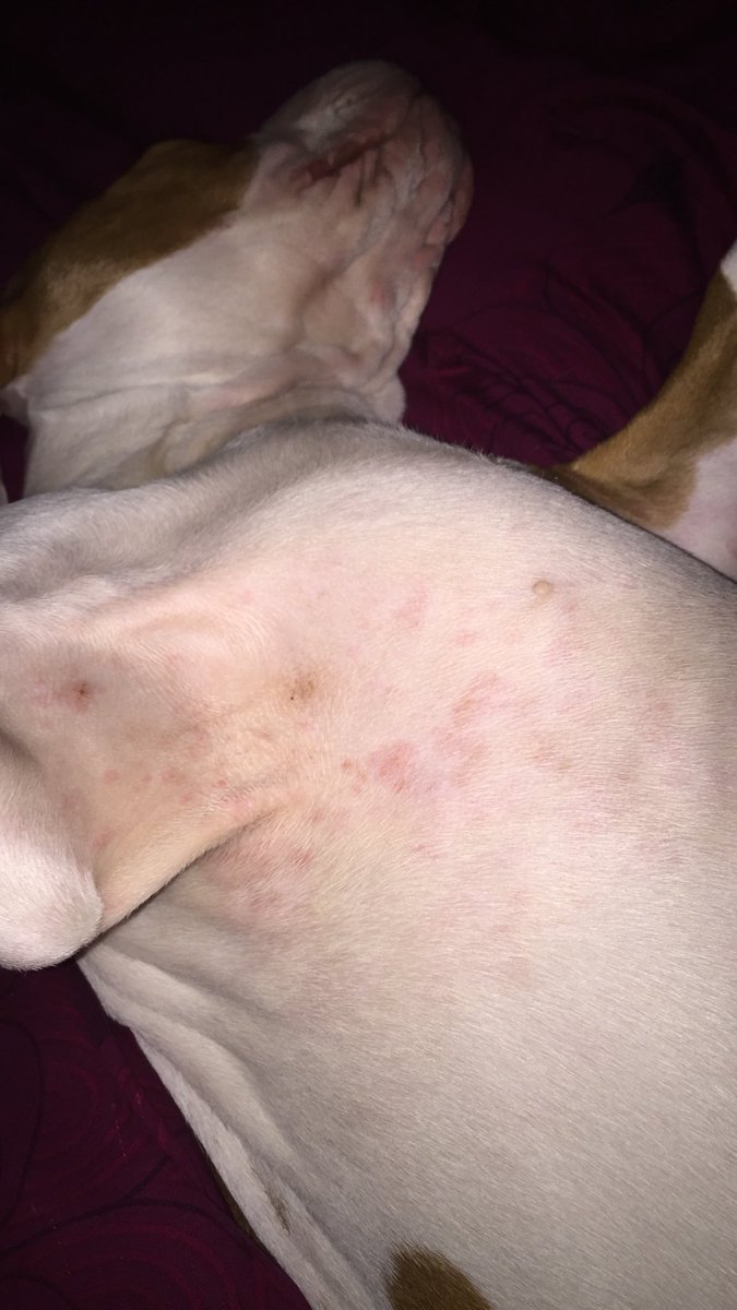 Smilee_Alwayss's tweet photo. Today I lost my fur best friend , and due to the fact I will share that if you share your doggyโs #Pedigree then I advice you to stop . The bumps on his skin are due to the fact that it is based on wheat and corn it is not good for your dogs . #SpreadTheWord #RIPDRACO https://t.co/1ZXHxyzZuV