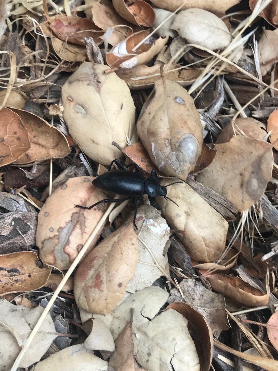 Leslie Whitaker tweet media