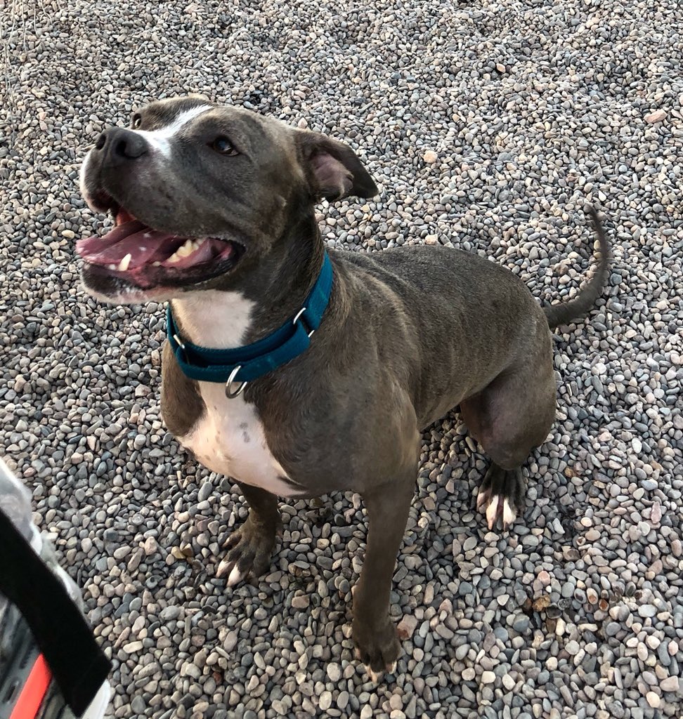 Jake #A4074096
*Needs immediate outlet*

Sweet, timid Jake finds himself needing an immediate outlet from the shelter. He’s a young guy that will take a little time to warm up to you, but once he gets to know you, will be your best friend.