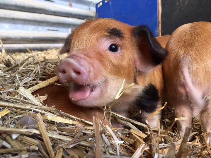 MillersArk's tweet photo. FRIENDS AND FAMILY OPEN DAY this Saturday 29th and Sunday 30th September. 
Visit a real hands on farm in Hampshire @ukdayout @VisitHampshire @VisitSEEngland @BerksMummies @VIPMums @FboroughFinding @eagleradio https://t.co/bnz6z1DxJG