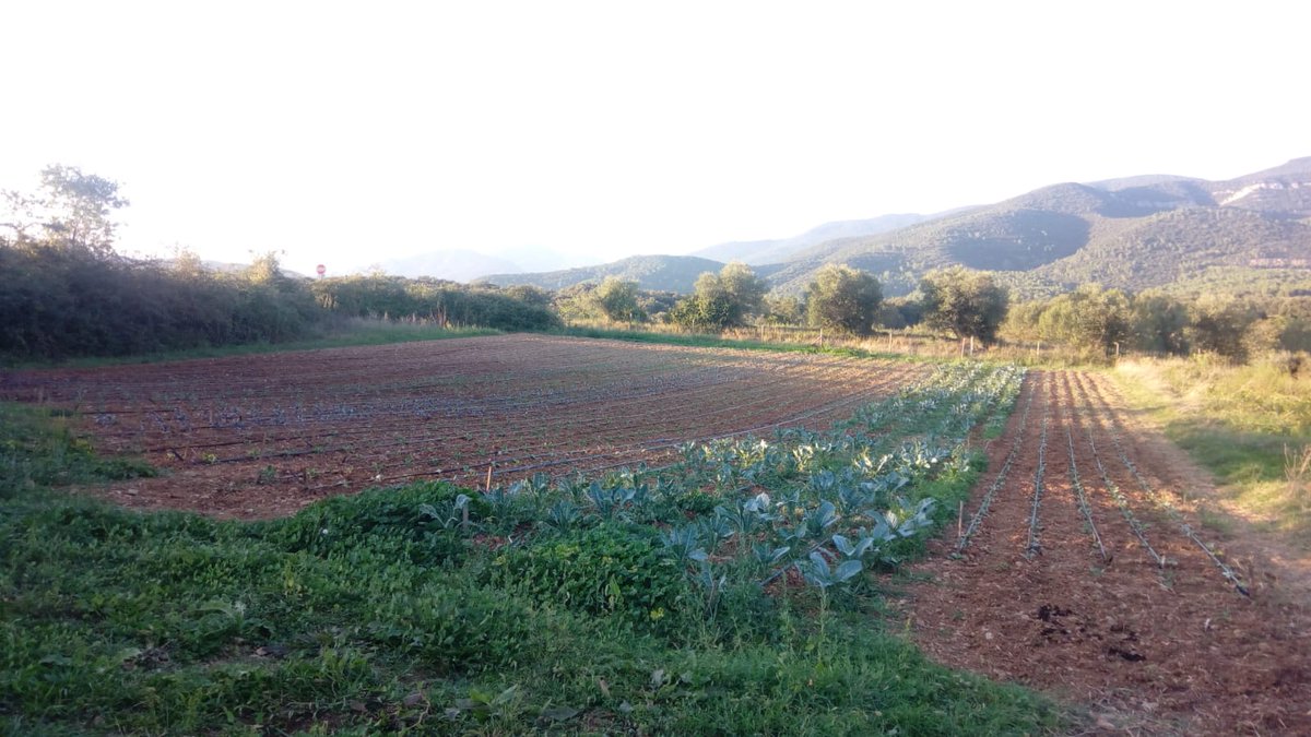 Joan Naspleda tweet media