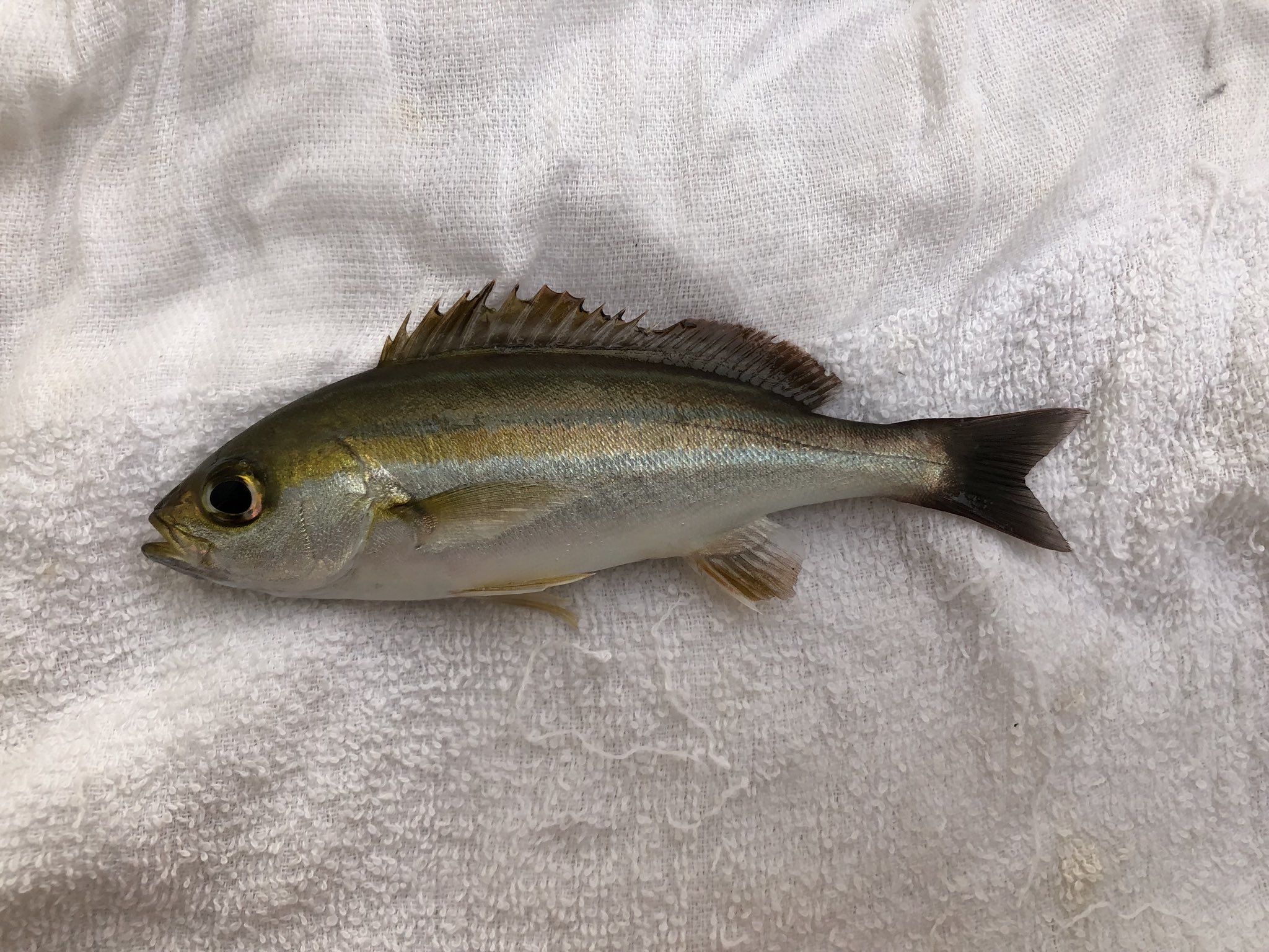 See Hattori95 S Tweet Twitter