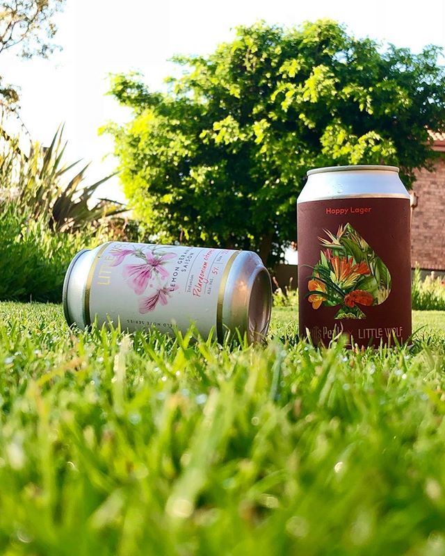 DaveStarley's tweet photo. The morning after the night’s rain, the first of the season! 
Beautiful, refreshing, clean and invigorating, just like these @littlewolfbeer and @devilspeakbeer gems!
#hoppylager #lemongeranium #saison #lager #hoppy #poppabeer #ifeernobeer #craftbeer #cr… https://t.co/Q95288f18S https://t.co/qWlhk8iBXV