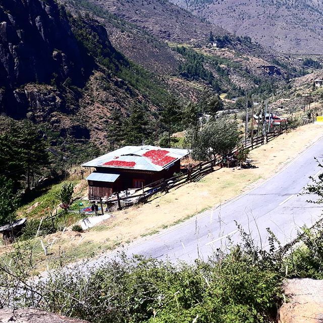 ZhideyBhutan's tweet photo. Yes, the red on the roof are chilies. Drying in the sun. Here in Bhutan, we eat chilies more like vegetables than as spice . For breakfast, lunch and dinner. But for travellers who want it less spicy,  we tone down the heat. Or adjust the dishes accordin… https://t.co/yKntHKZPeE https://t.co/TwJv1WBrAL
