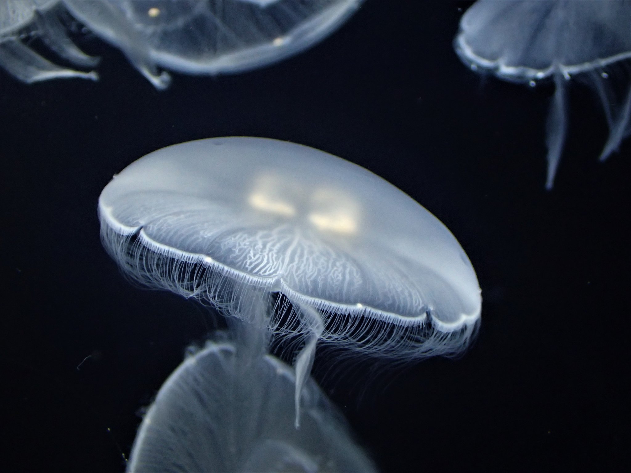 ミ クラゲ屋 ミ Twitterren 美しいクラゲ達 Part 3 オーレリア ラビアータ アマガサクラゲ クラゲ Jellyfish 加茂水族館 T Co Me6msqlucf Twitter