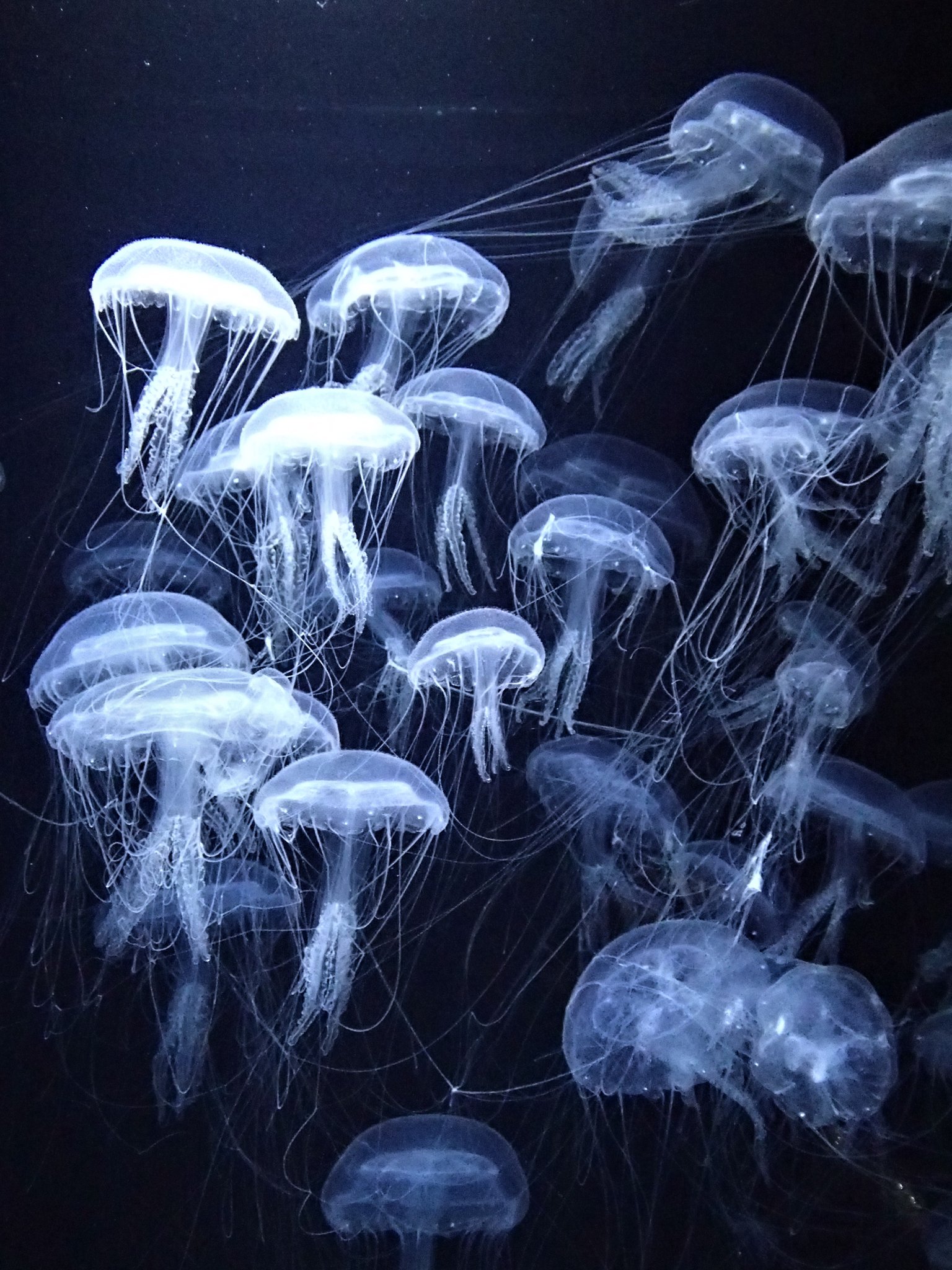 ミ クラゲ屋 ミ Twitterren 美しいクラゲ達 Part 3 オーレリア ラビアータ アマガサクラゲ クラゲ Jellyfish 加茂水族館 T Co Me6msqlucf Twitter