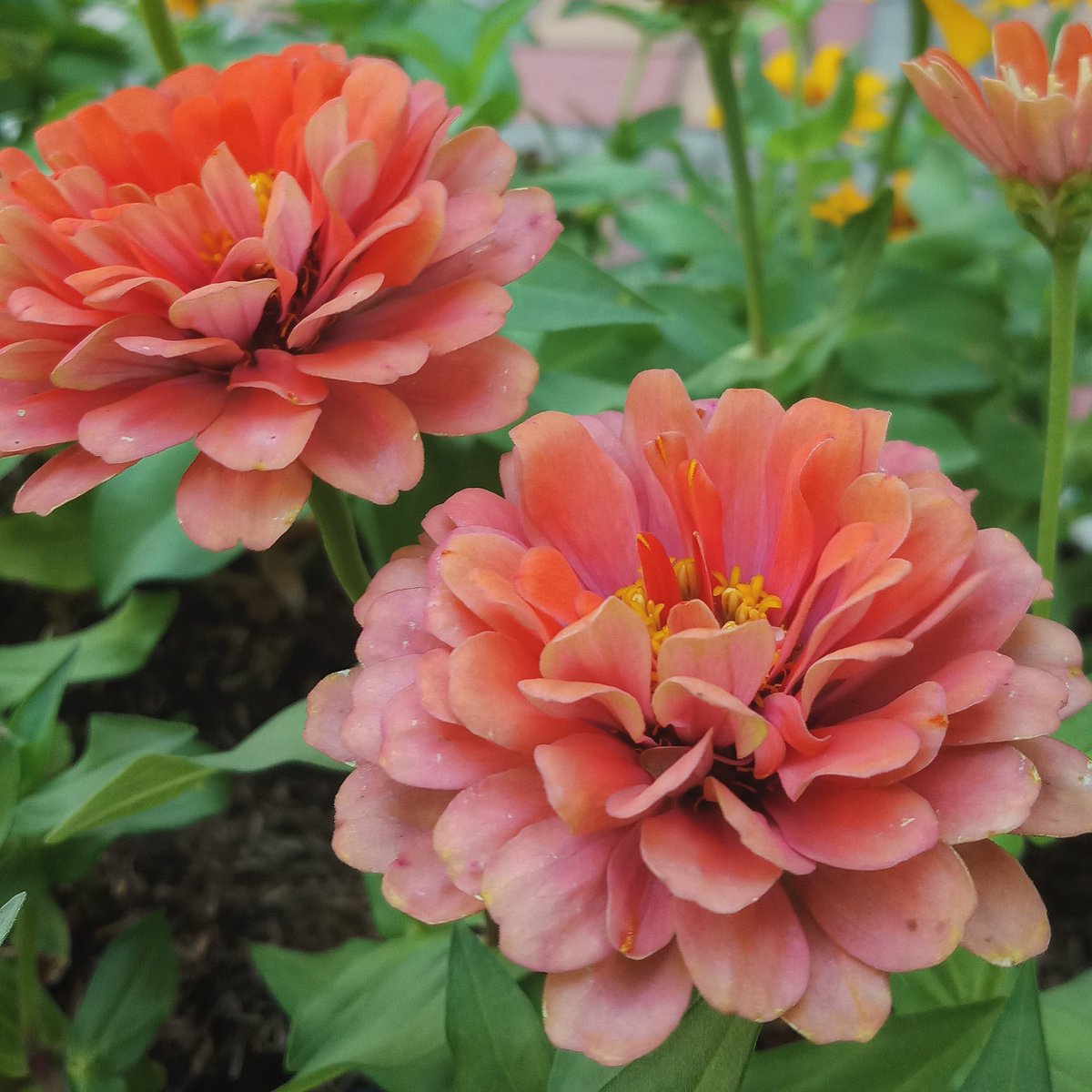 kanokvanp's tweet photo. #nature #flowerphotography #FLOWERFLOWER https://t.co/tdr6GjOIwi