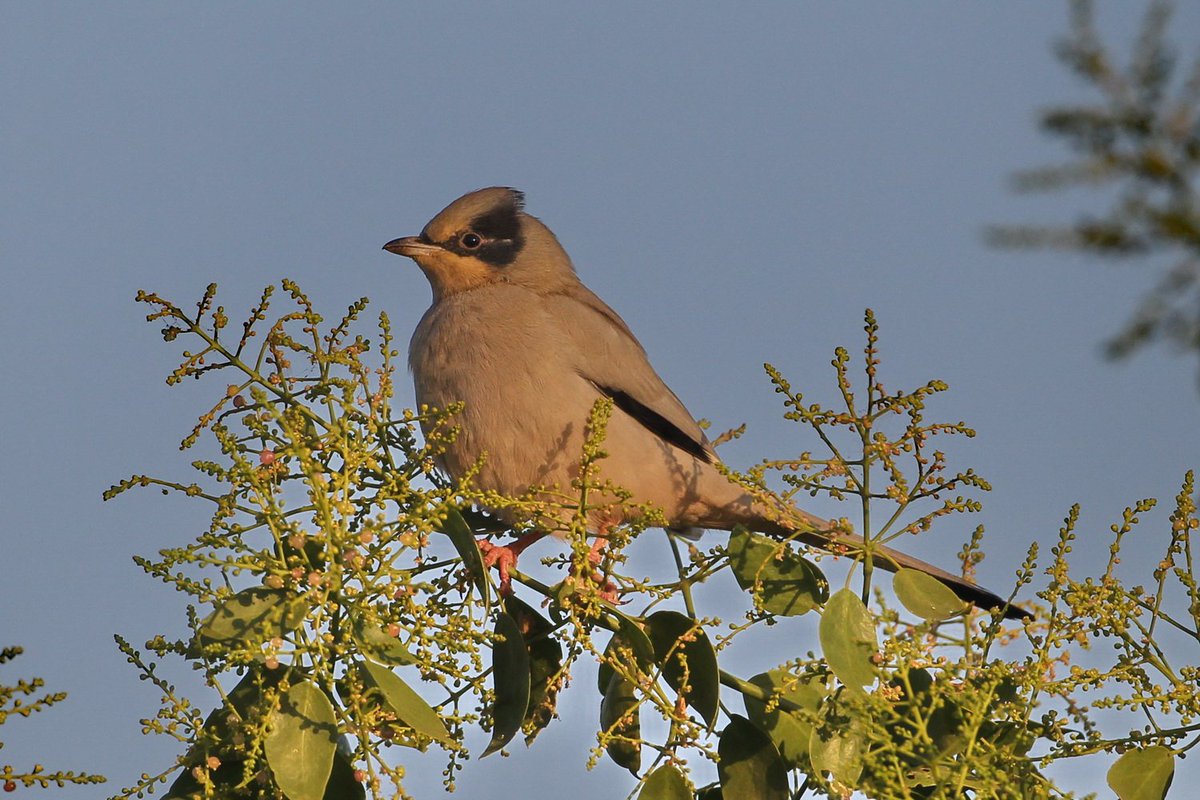 AsianWildlife's tweet photo. No borders can stop this beauty to cross the LOC during winters in search of her favorite berries! 
We are talking about #GreyHypocolius , a bird from the middle east who can be sighted wintering in Fulay-small village in #KutchDistrict
#birdsoftwitter #birding #birdphotography https://t.co/tMOLWdHYG7