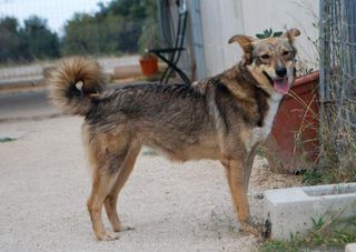 adozioneanimali's tweet photo. (#Bari) DARIA 10 mesi, buttata in strada #meticcia #lupetta , #Cane Femmina: Piccola piccola, tanto dolce, tanto affettuosa, tanto carina, tanto tutto ed anche lei buttata in strada. Solo 10 mesi, 10 kg di tenerezza, compatibile con i suoi simili,… https://t.co/FYXuz4IC2F https://t.co/NLkTwnlhSM