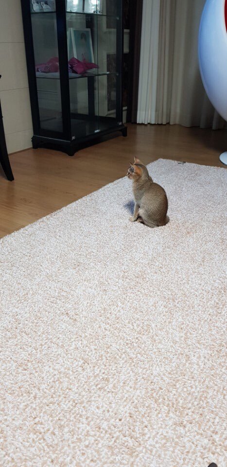 Ori get scolded because she bits rooney’s most favourite paper box.SDFGHJKLKJHGRFTYUIKJHGFTYUIKMNGH