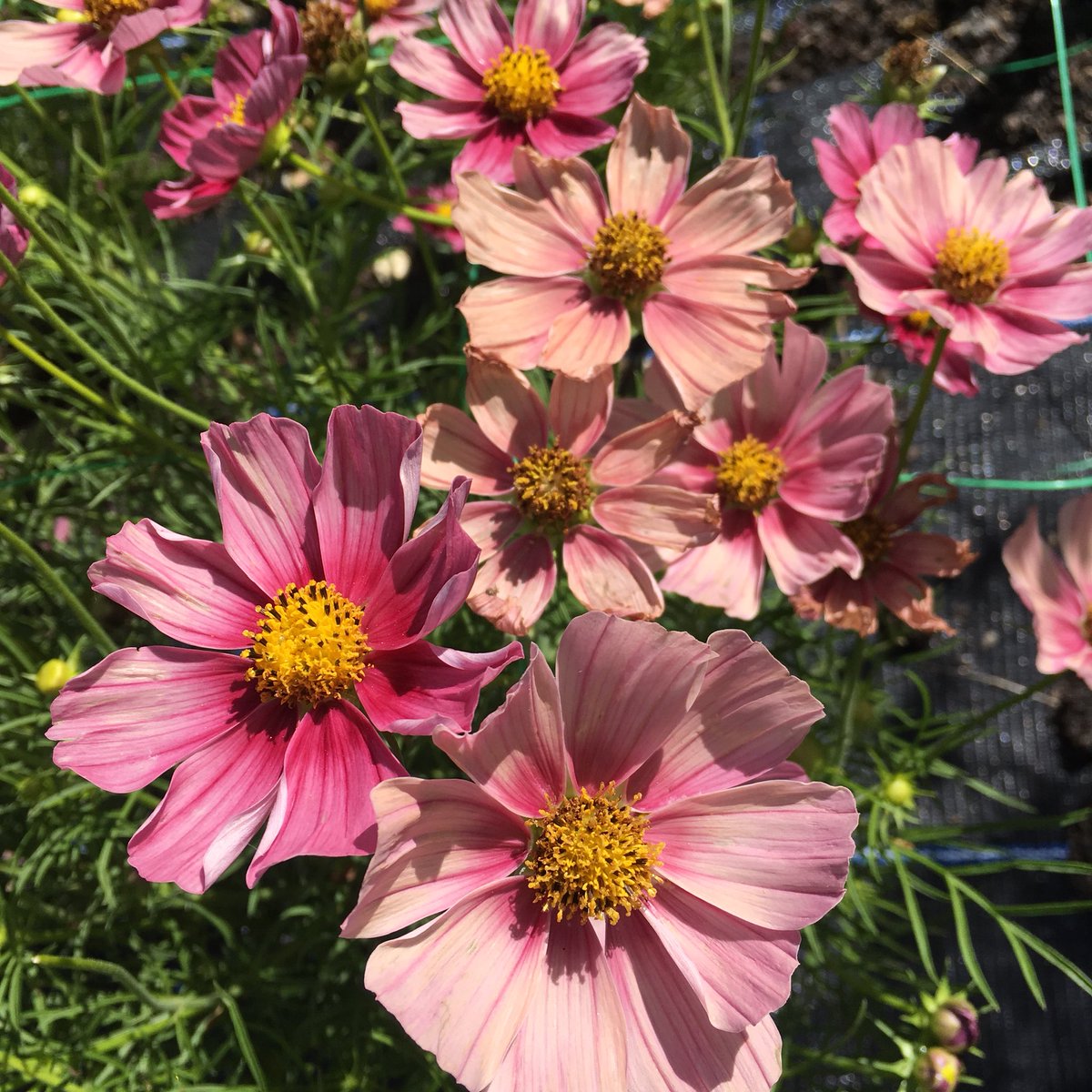 We will be selling our #britishflowers <a href="/AldeburghFood/">Aldeburgh Food&Drink</a> this weekend. Come and say hello. Lovely bunches of flowers wrapped with  brown paper and string #noplastics
