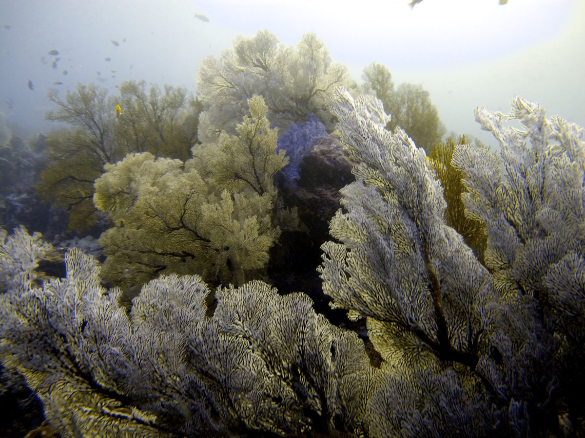 similan_scuba's tweet photo. 18 days to go ish 🤣🤣 (might have forgotten yesterday 😜) here is some breathtaking soft coral!! An underwater garden heaven 🌴💐 #similanscuba #similanscubakhaolak #coral #softcoral #underwater #underwaterphotography #underwaterphoto #coralgarden #scuba #scubadiving #similan https://t.co/xpo00zeC8i