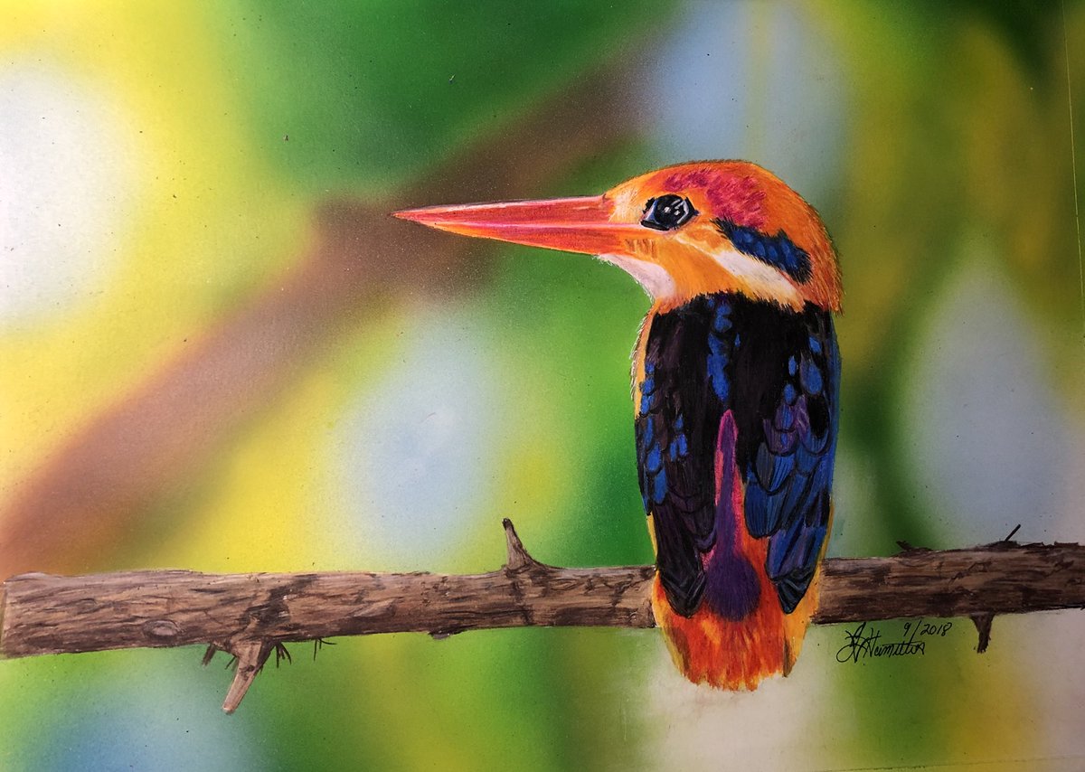 JudithV's tweet image. Black backed Babi kingfisher 
Colored Pencil/Airbrushed background