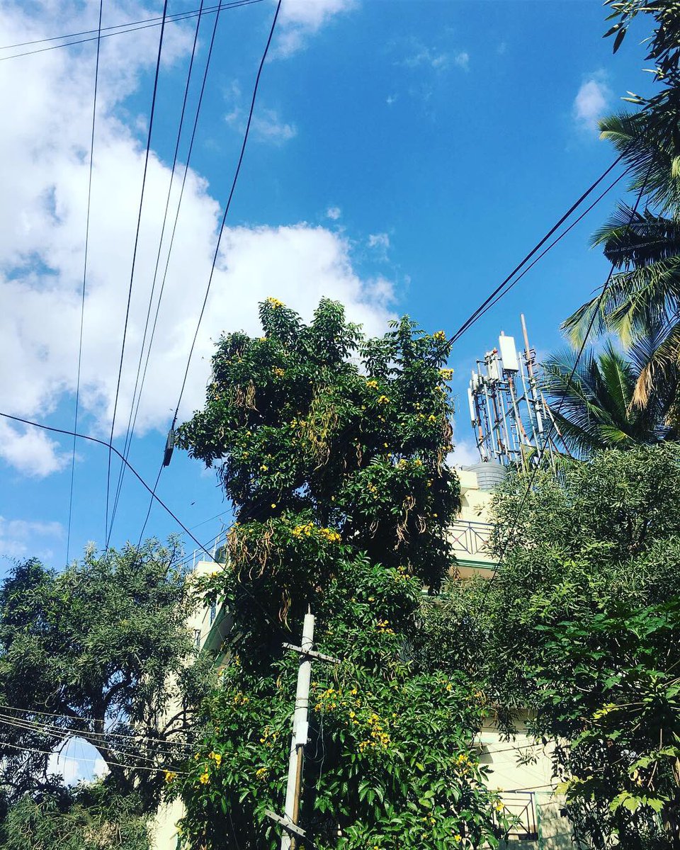 priyankasacheti's tweet image. 13/50 of #FiftyTrees of #Bangalore
Holding the yellow blooms of the Nile Tulip tree in your palm is like bottling sunlight
#treemapping #flowers