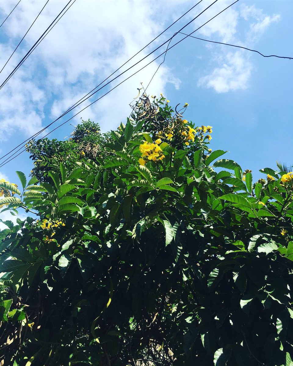 priyankasacheti's tweet image. 13/50 of #FiftyTrees of #Bangalore
Holding the yellow blooms of the Nile Tulip tree in your palm is like bottling sunlight
#treemapping #flowers