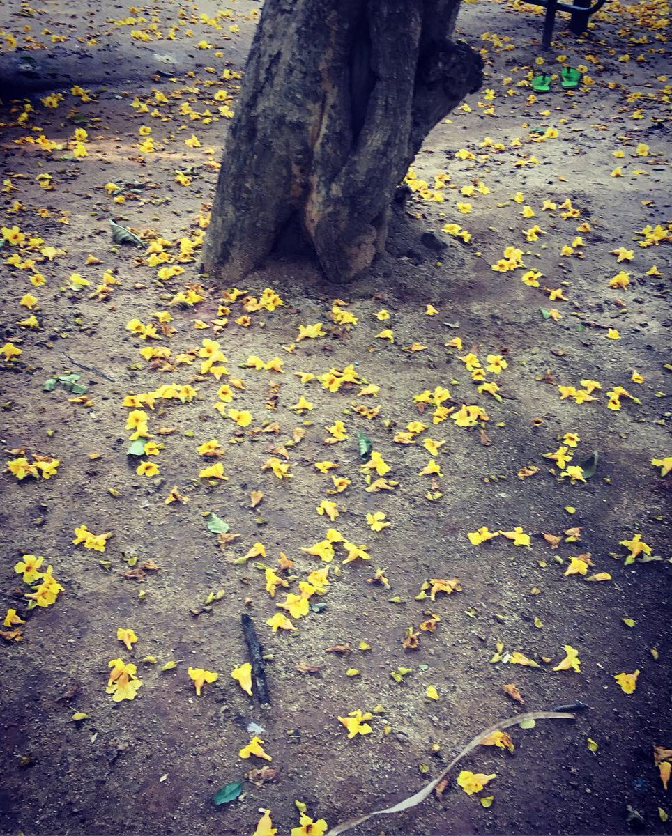 priyankasacheti's tweet image. 13/50 of #FiftyTrees of #Bangalore
Holding the yellow blooms of the Nile Tulip tree in your palm is like bottling sunlight
#treemapping #flowers
