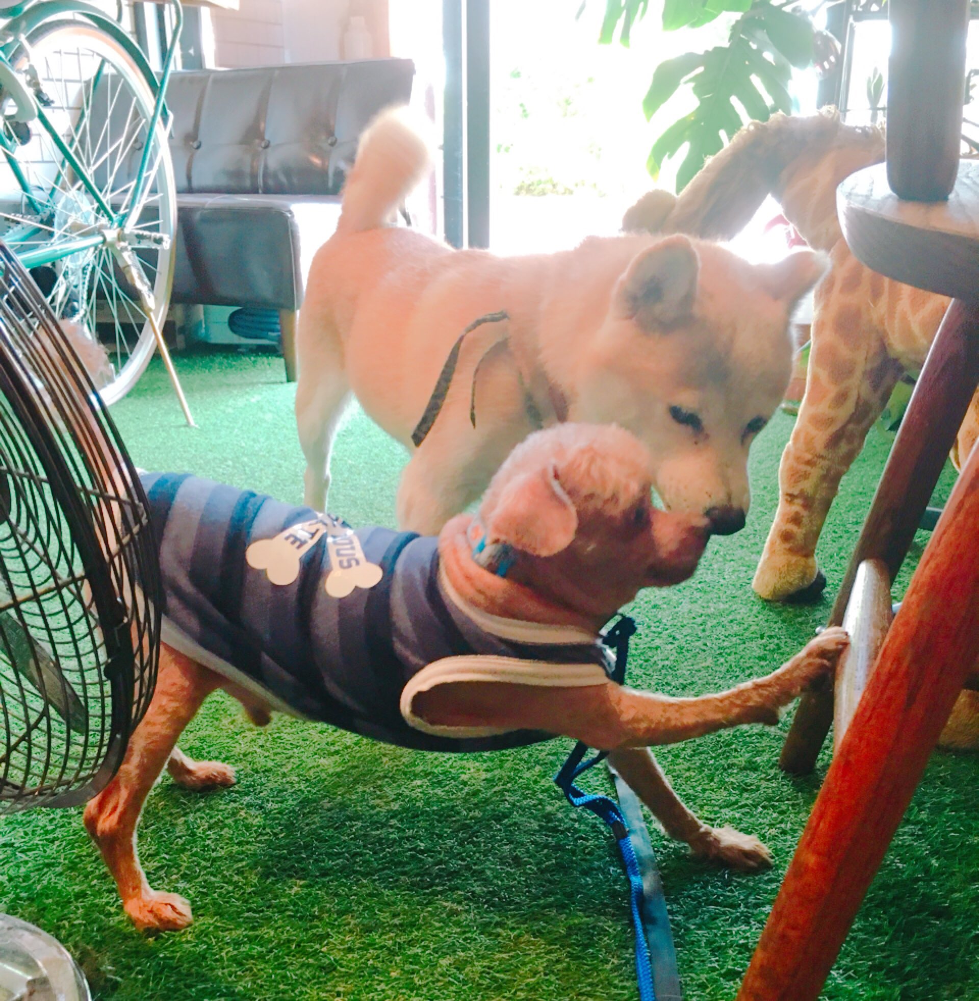 うーたんはうす 迷子犬保護してます トイプードル 詳細は9 23の投稿をご確認ください お客様から迷子犬用のトイレをいただきました ありがとうございます うたん営業中です 富山 富山県 大泉 迷子犬 迷い犬 保護犬 保護 保護しました