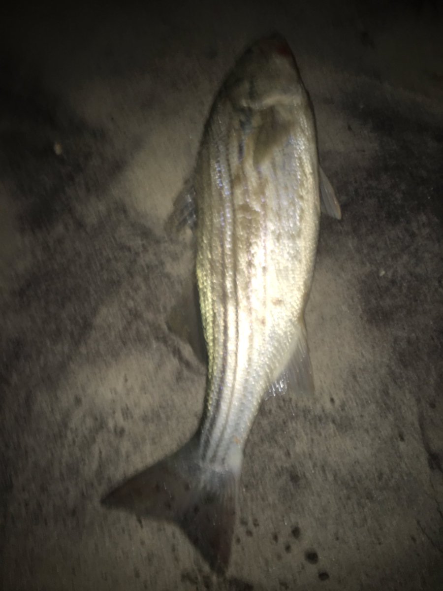 ECATV1's tweet photo. Oh how those #stripedbass #love #sluggos #😂 #surfcasting #longisland #hamptons https://t.co/pbQf6moeBg