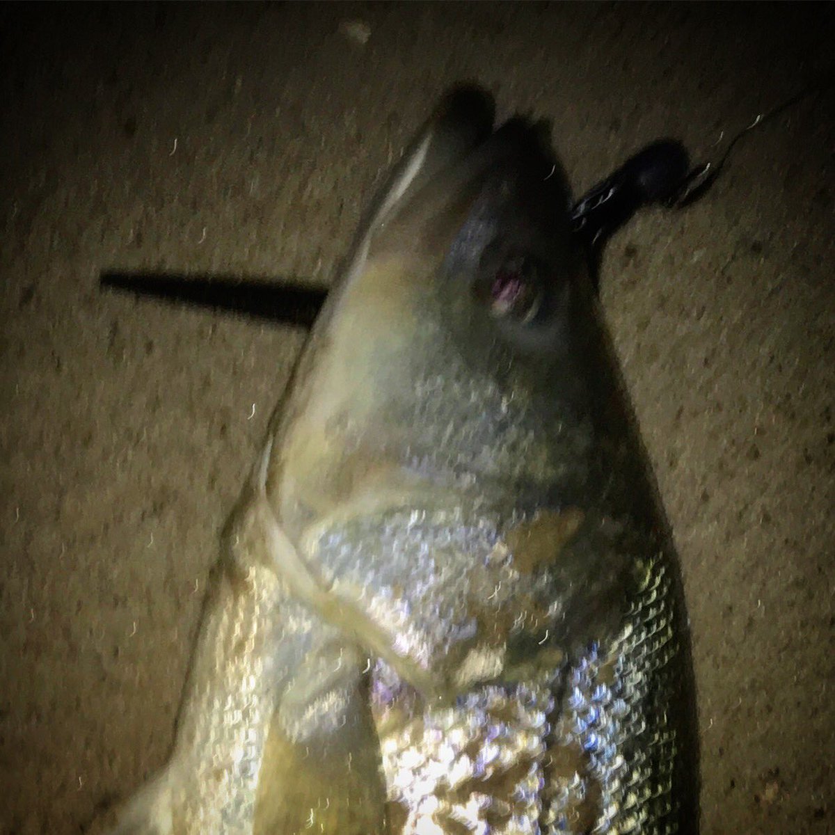 ECATV1's tweet photo. Oh how those #stripedbass #love #sluggos #😂 #surfcasting #longisland #hamptons https://t.co/pbQf6moeBg