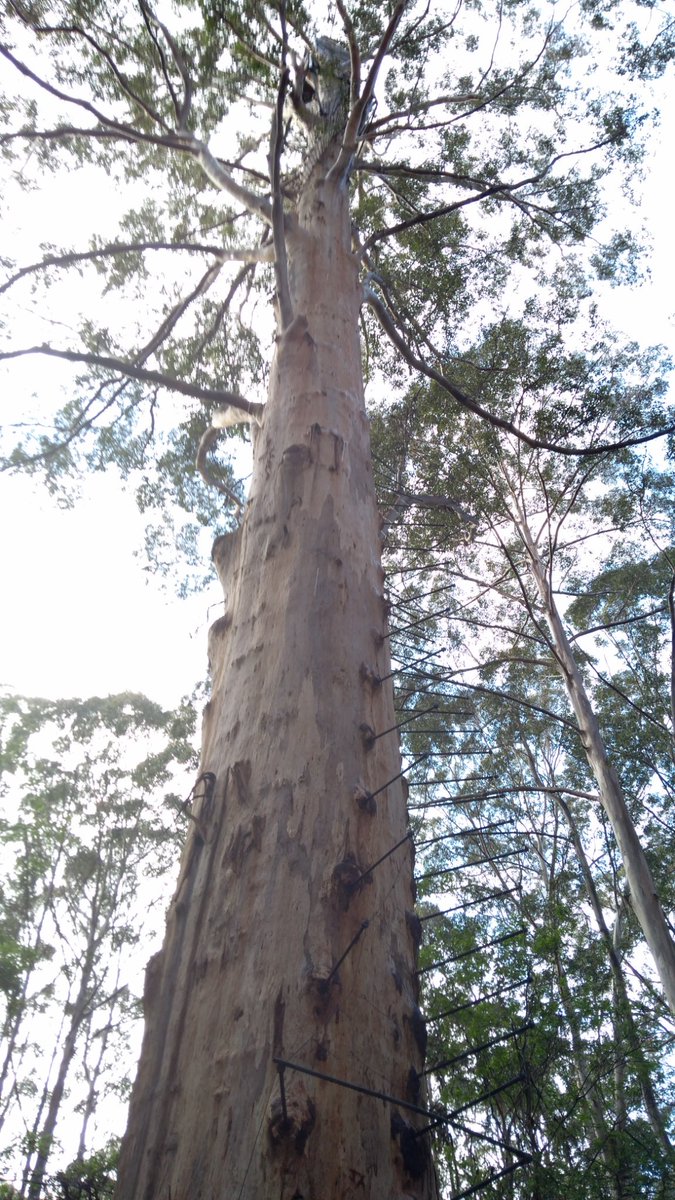 Leserlampe's tweet photo. Bäume sind zum Draufklettern da. Der #GloucesterTree war mir aber zu hoch: https://t.co/zvXSLizFgy
Grüße vom Bibbulmun in Westaustralien! https://t.co/6fbnEnxsbU