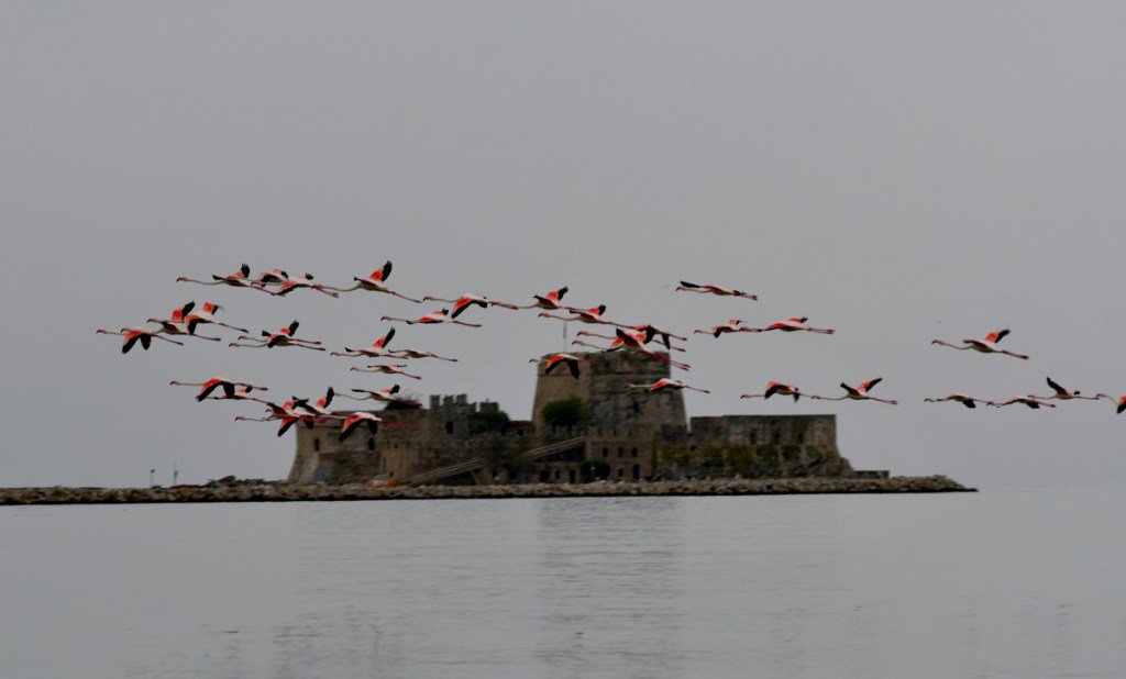 xfailadis's tweet photo. A migratory flight of #herons & #flamingos stopped in the beautiful #Nafplion #Burtzi of #Peloponnese, waiting for the unprecedented #Mediterranean #Medicane to pass & to continue their #journey to North Africa's warm climate-We're waiting u again in the #spring! #weatherchanging https://t.co/bGFXbGCuwr