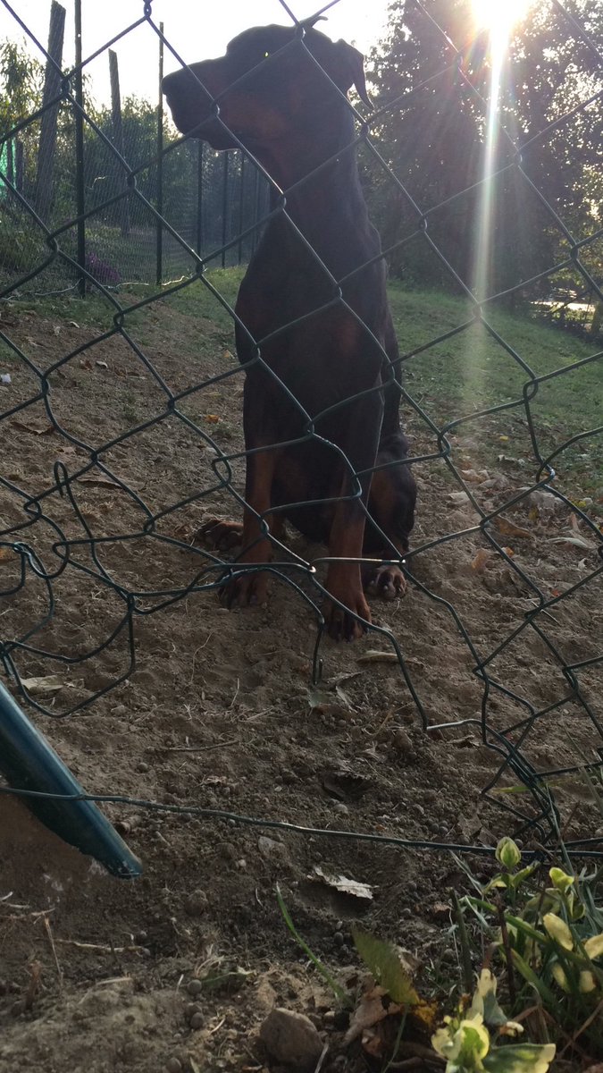 Böser Hund