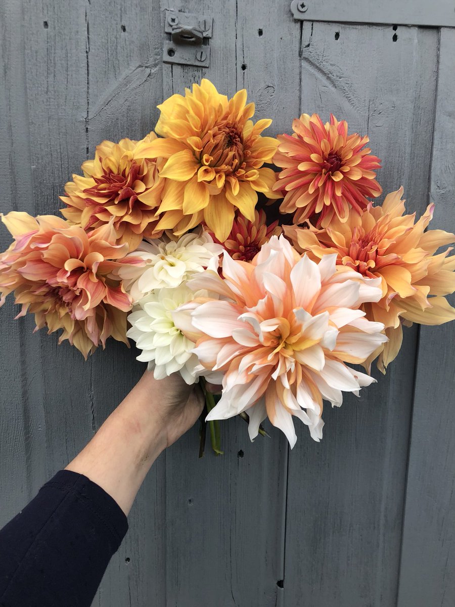 More beautiful dahlias, have you had enough of seeing them yet? 🌸🧡 #dahlia #growyourown #allotment #garden #gardening #Lincolnshire