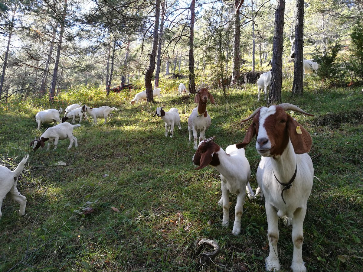 SandrasZiegen's tweet image. Die Hälfte der Fläche haben wir Geschäft. Die UNB ist sehr zufrieden.
#Waldweide #pilotprojekt #ffhgebiet