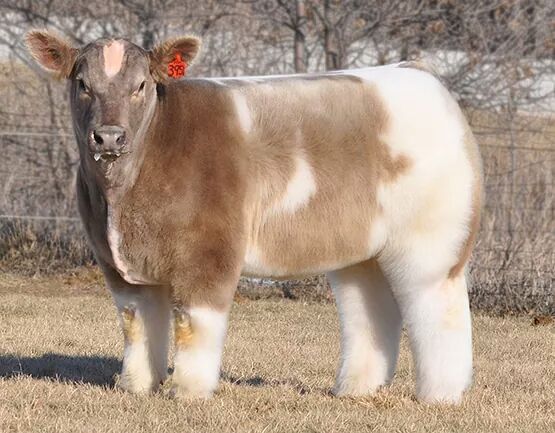 TheHoustonWade's tweet photo. Oh silly naturalists, have you never seen a blow dried cow? #FloofWar https://t.co/pLUZnnC6Hl
