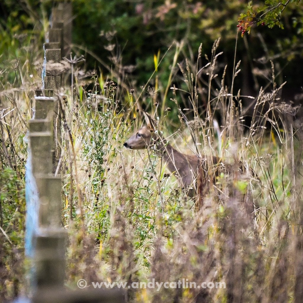 andycatlincom's tweet photo. Delighted to see one of the roe deer this morning at @NtlMuseumsScot Museum of Rural Life ahead of the #HarvestWeekend event https://t.co/JeGfGewKU0 https://t.co/3ryibvU4R5