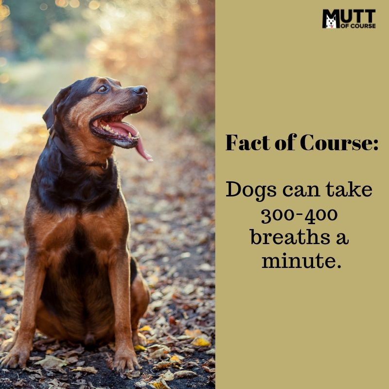 muttofcourse's tweet image. We all know that dogs sweat from their paw pads. But #didyouknow that dogs pant to cool themselves off. A panting dog can take 300-400 breaths (compared to his regular 30-40) with very little effort.
#muttsoftwitter #dogsoftwitter #doggy #doglovers 
#dogsofdelhi #petsindia