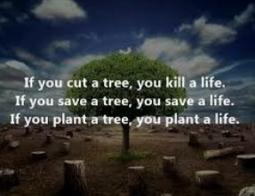 wahid447's tweet image. #pyef #GreenSchools