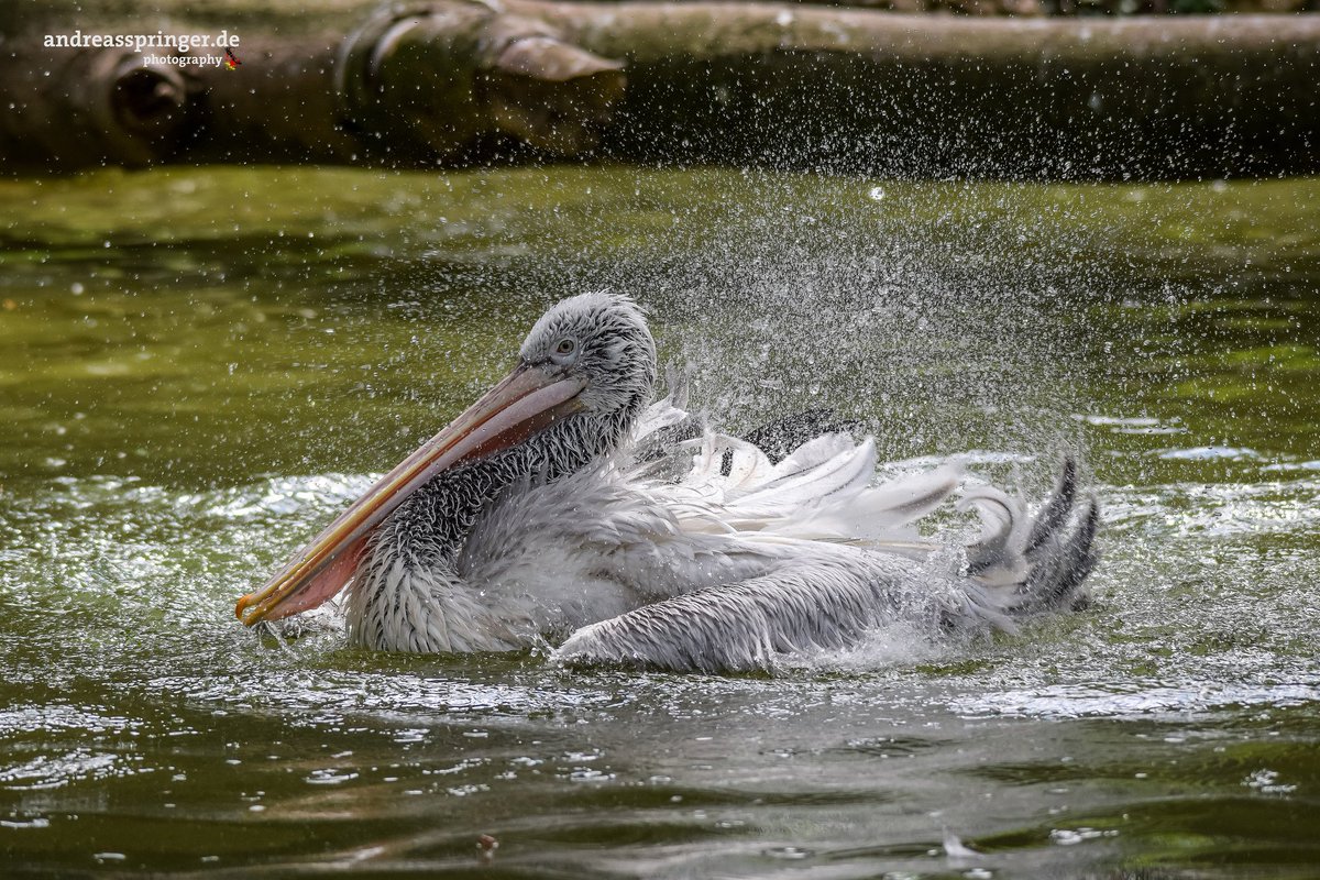 Pelikan
#parczoologiqueetbotaniquedemulhouse #parczoologique #pelikan #pelican #vogel #bird #hauterhin #elsass #alsace #frankreich #france #tourismus #tourism #mulhouse #mülhausen #visitalsace #welovealsace #visitmulhouse #museesmulhouse #zoo