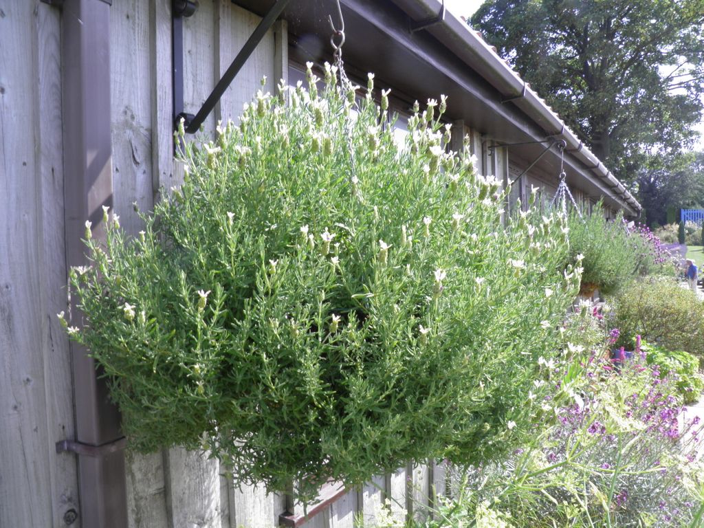 _Lavenderworld's tweet photo. https://t.co/uEqmPXU9L5