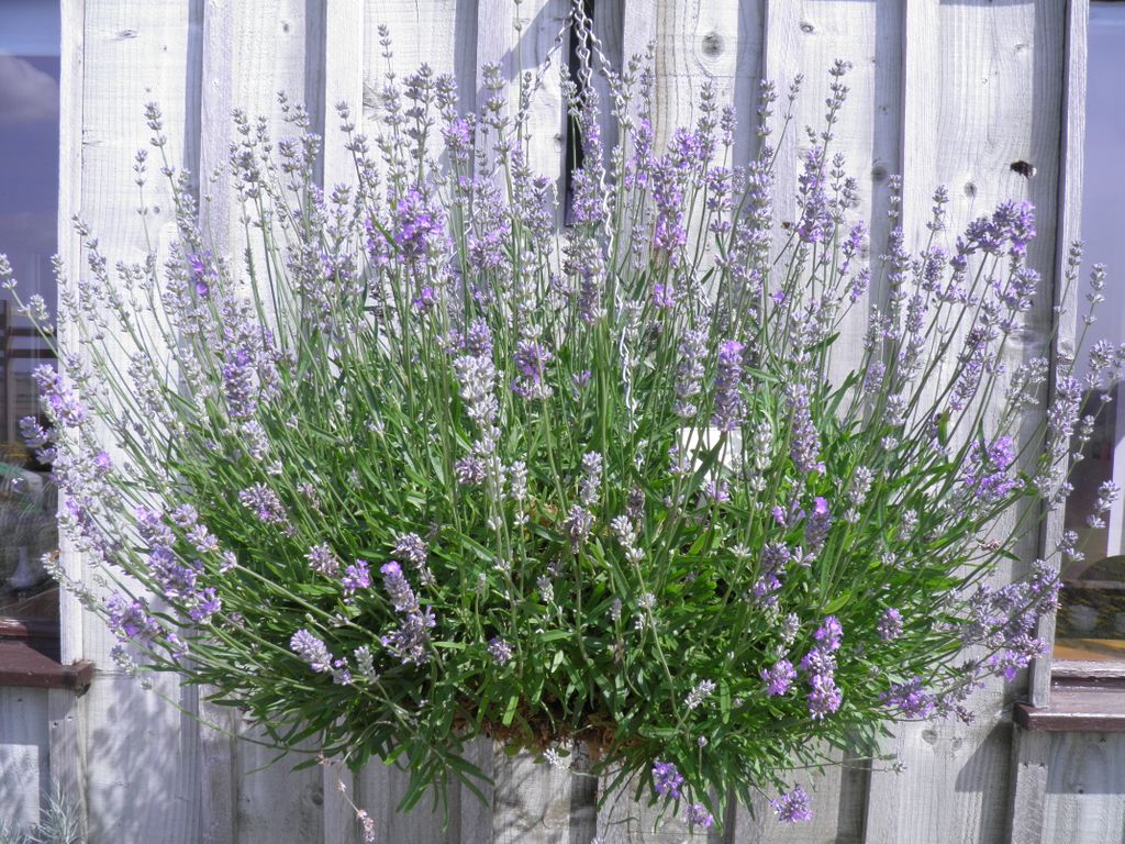 _Lavenderworld's tweet photo. https://t.co/uEqmPXU9L5