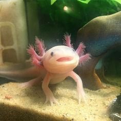 Lauranicus's tweet photo. Guys I look like an axolotl when I have my hair up https://t.co/KciIFWh8xf